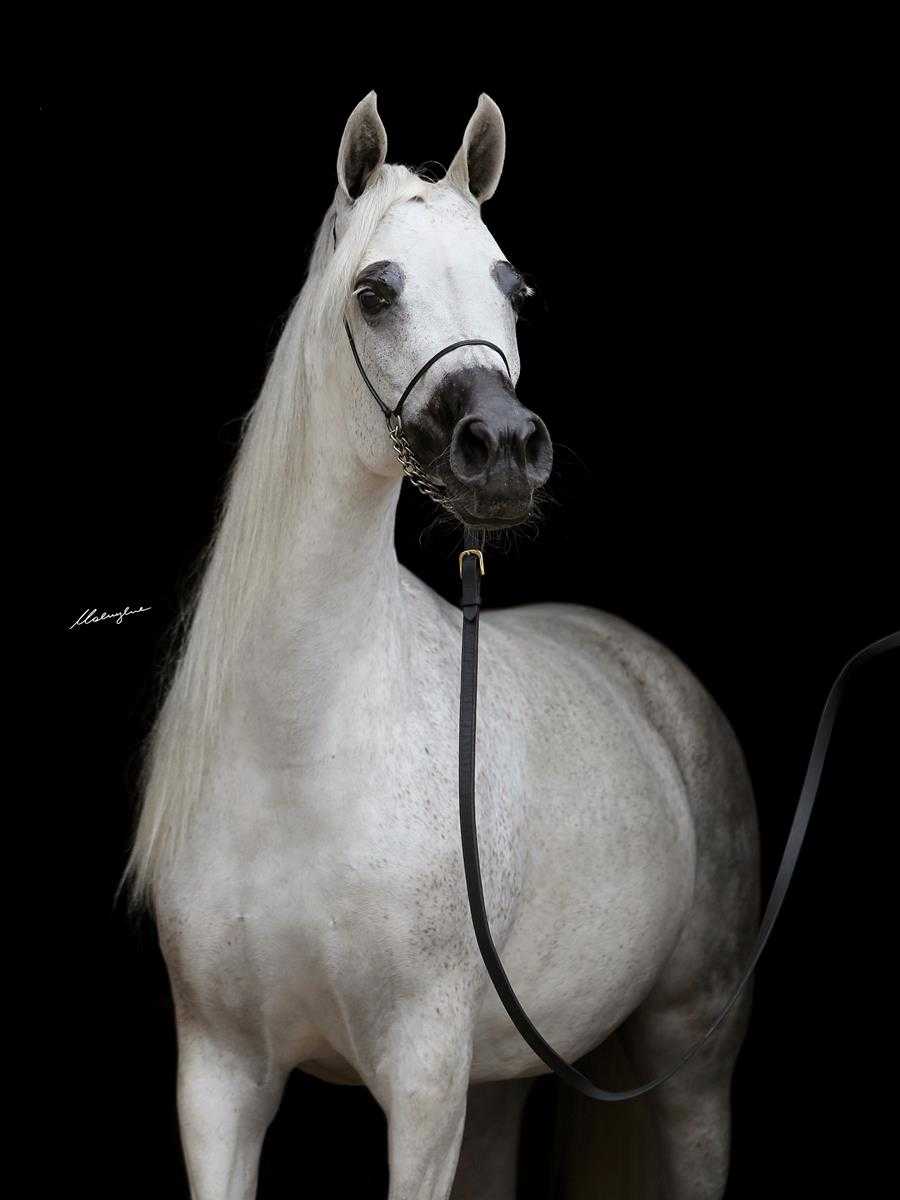 EFFIE — WESTF · Mare · 12y